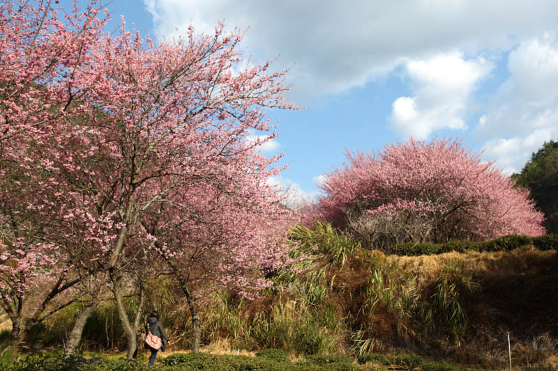 50-1421.jpg 50-1421.jpg