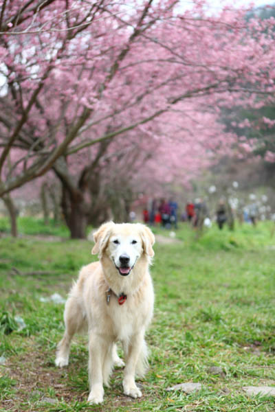 50-1217.jpg 50-1217.jpg