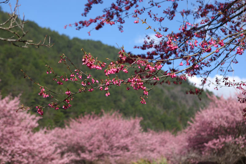 50-1425.jpg 50-1425.jpg