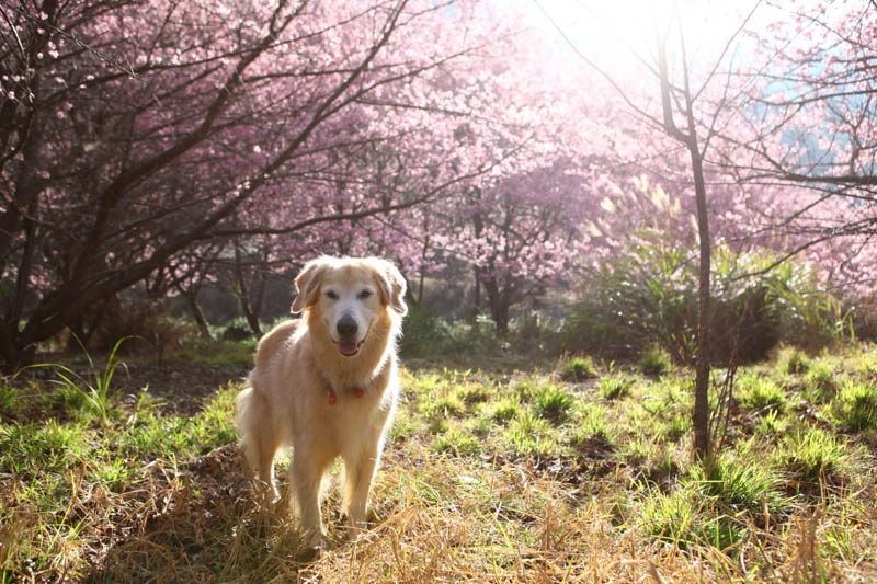 50-1420.jpg 50-1420.jpg