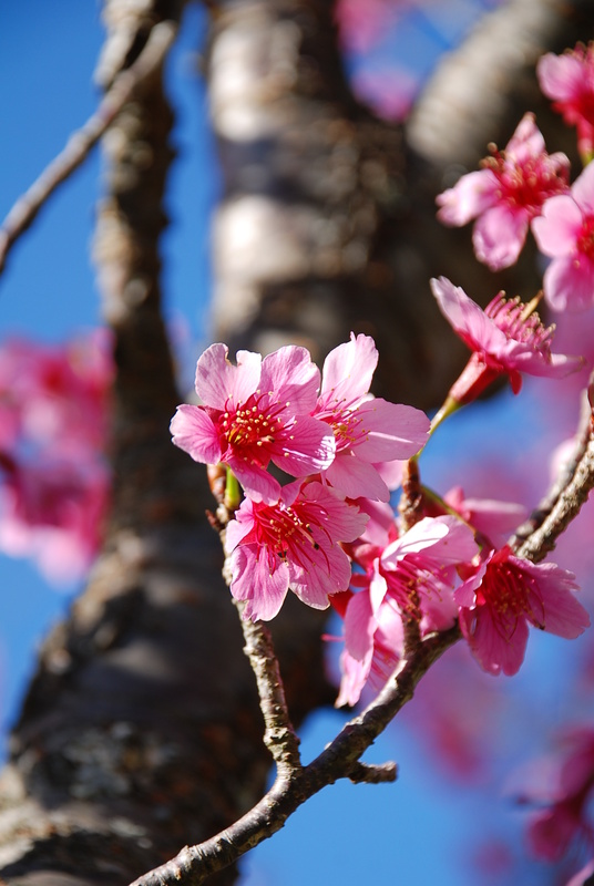 ◈台中◈ⓜ武陵農場賞櫻ⓜ