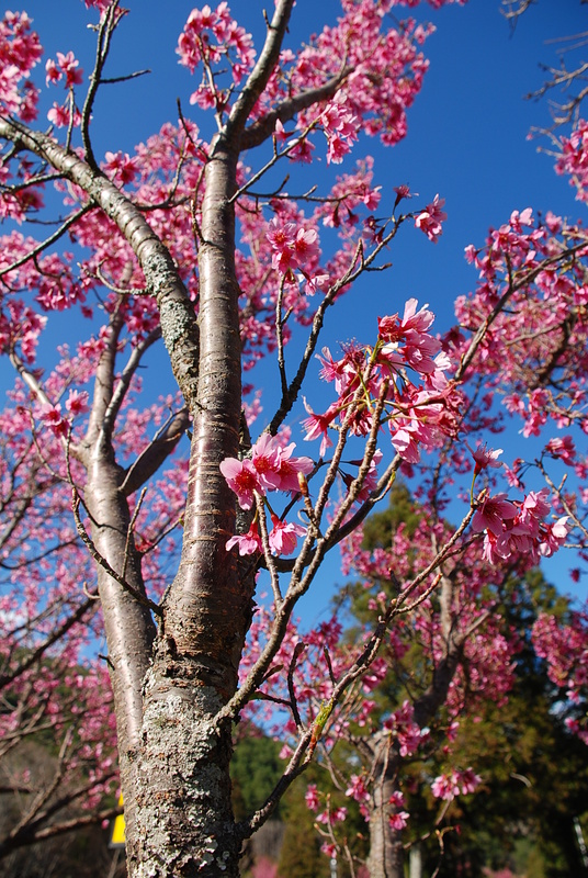 ◈台中◈ⓜ武陵農場賞櫻ⓜ
