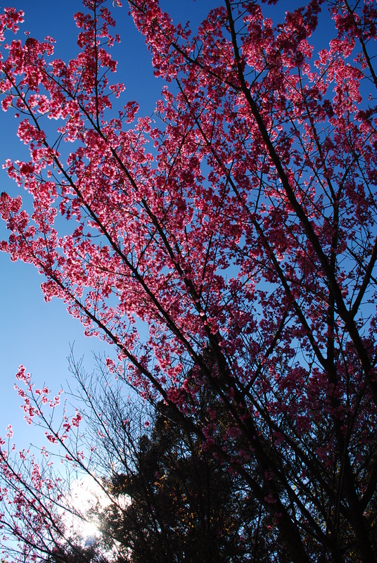 ◈台中◈ⓜ武陵農場賞櫻ⓜ