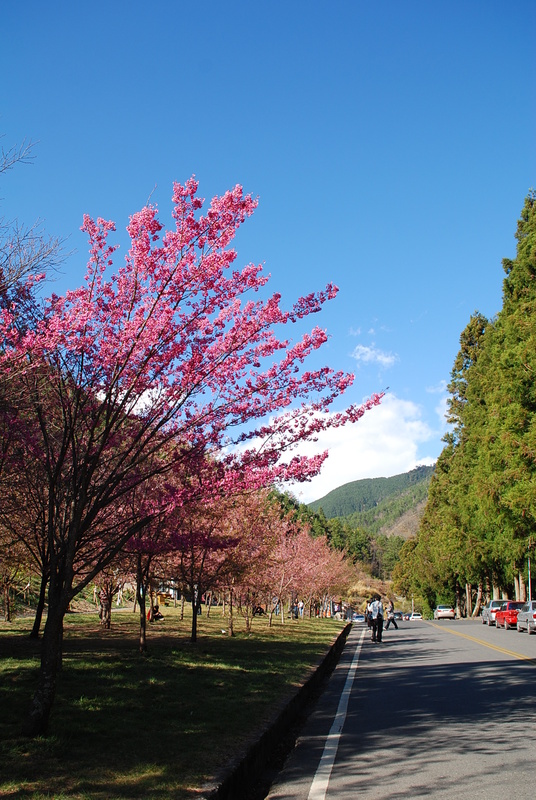 ◈台中◈ⓜ武陵農場賞櫻ⓜ