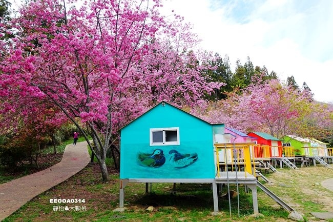 武陵农场露营区 可爱缤纷露营屋,儿童游戏区 还有浪漫樱花相伴 亲子