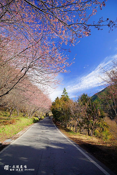 20140222武陵農場櫻花 20140222武陵農場櫻花
