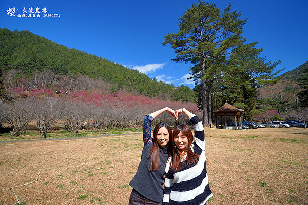 20140222武陵農場櫻花 20140222武陵農場櫻花