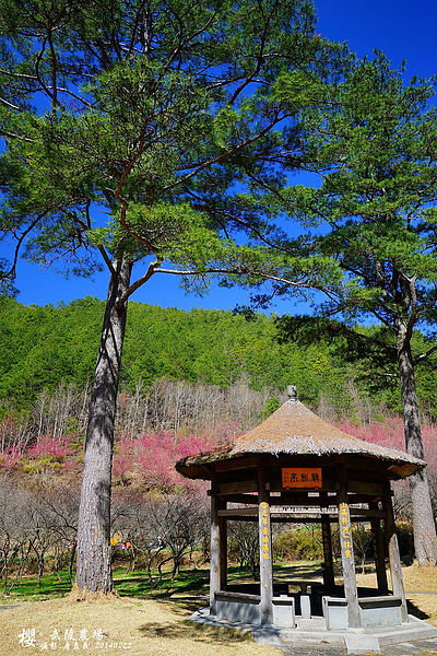 20140222武陵農場櫻花 20140222武陵農場櫻花