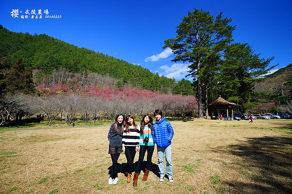 2014武陵櫻花 2014武陵櫻花