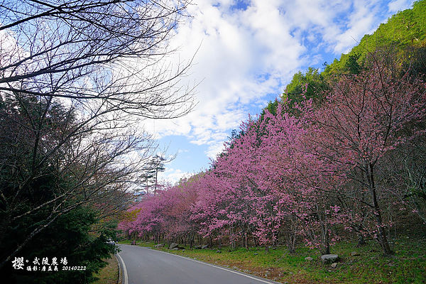 20140222武陵農場櫻花 20140222武陵農場櫻花
