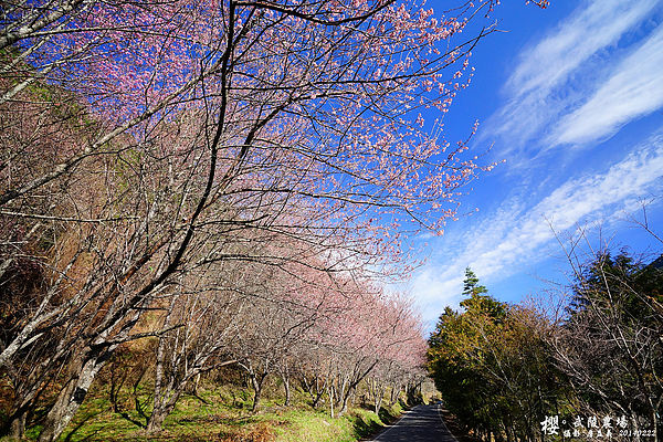 20140222武陵農場櫻花 20140222武陵農場櫻花