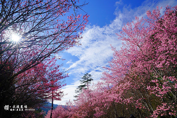 20140222武陵農場櫻花 20140222武陵農場櫻花