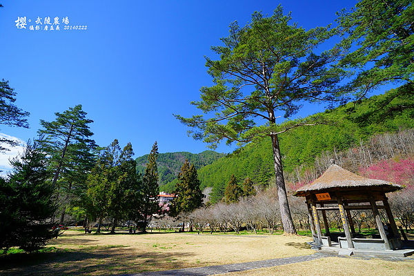 20140222武陵農場櫻花 20140222武陵農場櫻花