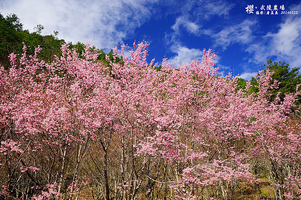 20140222武陵農場櫻花 20140222武陵農場櫻花