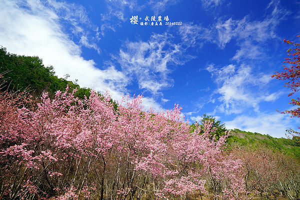 20140222武陵農場櫻花 20140222武陵農場櫻花