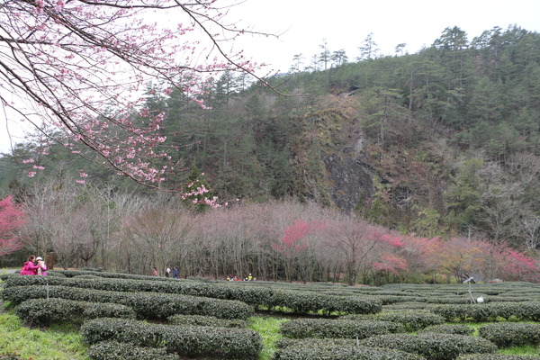 武陵農場(Wuling Farm)：武陵農場・2016年櫻花季