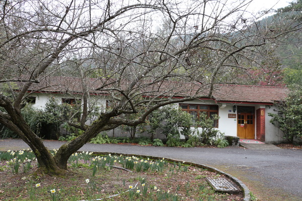 武陵農場(Wuling Farm)：武陵農場・2016年櫻花季