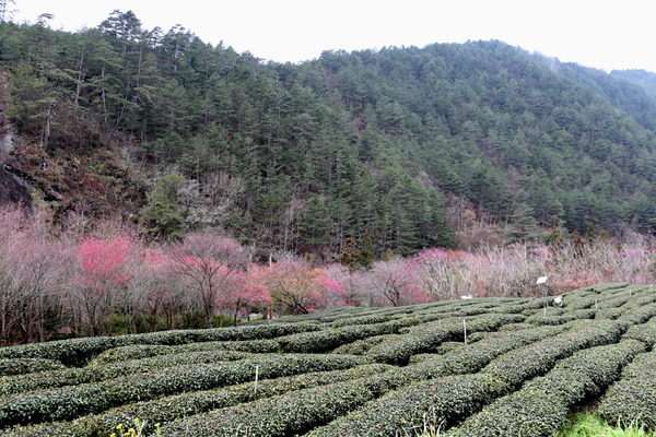 武陵農場(Wuling Farm)：武陵農場・2016年櫻花季