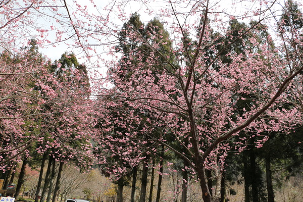 武陵農場(Wuling Farm)：武陵農場・2016年櫻花季
