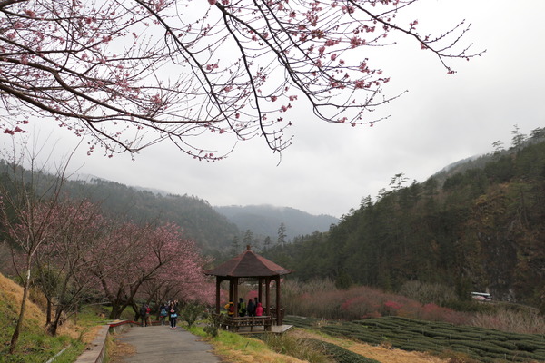 武陵農場(Wuling Farm)：武陵農場・2016年櫻花季