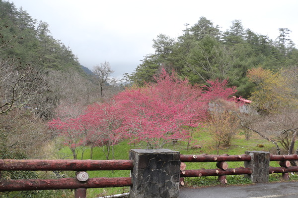武陵農場(Wuling Farm)：武陵農場・2016年櫻花季