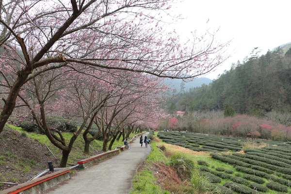 武陵農場(Wuling Farm)：武陵農場・2016年櫻花季