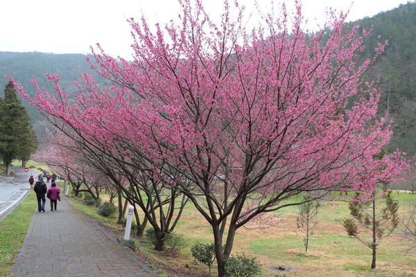 武陵農場(Wuling Farm)：武陵農場・2016年櫻花季