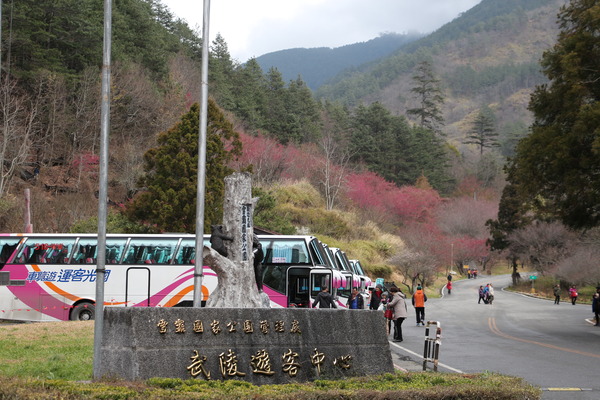 武陵農場(Wuling Farm)：武陵農場・2016年櫻花季