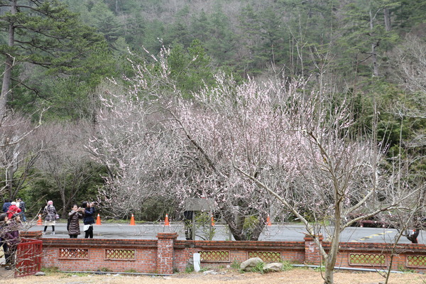 武陵農場(Wuling Farm)：武陵農場・2016年櫻花季