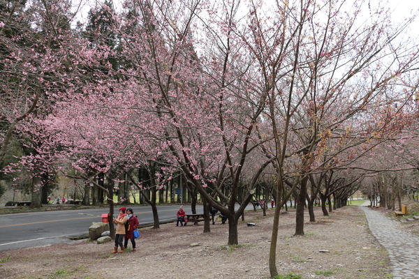 武陵農場(Wuling Farm)：武陵農場・2016年櫻花季