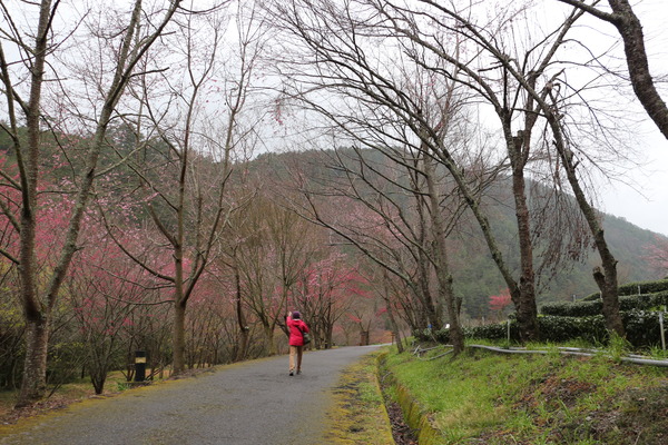 武陵農場(Wuling Farm)：武陵農場・2016年櫻花季