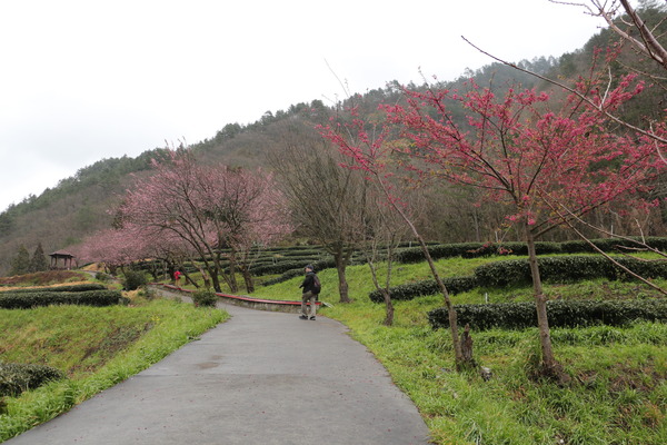 武陵農場(Wuling Farm)：武陵農場・2016年櫻花季
