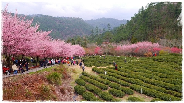 武陵農場(Wuling Farm)：【雪霸◍•ᴗ•◍國家公園】賞花・武陵農場櫻花季✯2015年2/23紅粉佳人花況九成｜嬌柔的粉色浪漫