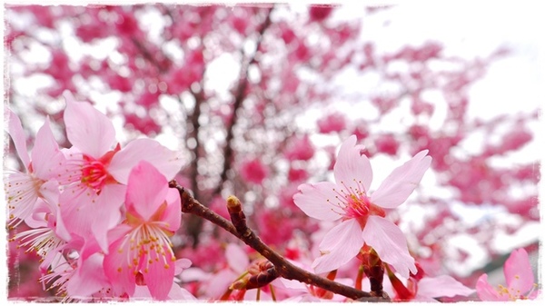 武陵農場(Wuling Farm)：【雪霸◍•ᴗ•◍國家公園】賞花・武陵農場櫻花季✯2015年2/23紅粉佳人花況九成｜嬌柔的粉色浪漫