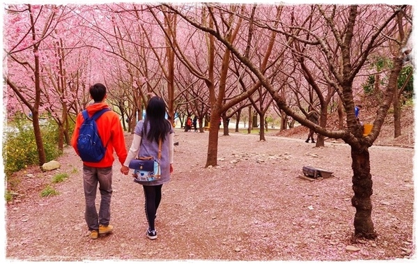 武陵農場(Wuling Farm)：【雪霸◍•ᴗ•◍國家公園】賞花・武陵農場櫻花季✯2015年2/23紅粉佳人花況九成｜嬌柔的粉色浪漫
