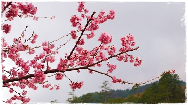 武陵農場(Wuling Farm)：【雪霸◍•ᴗ•◍國家公園】賞花・武陵農場櫻花季✯2015年2/23紅粉佳人花況九成｜嬌柔的粉色浪漫