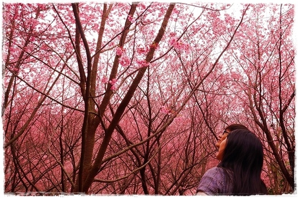 武陵農場(Wuling Farm)：【雪霸◍•ᴗ•◍國家公園】賞花・武陵農場櫻花季✯2015年2/23紅粉佳人花況九成｜嬌柔的粉色浪漫