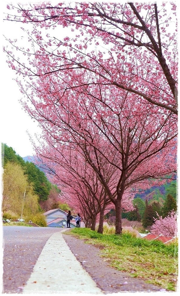 武陵農場(Wuling Farm)：【雪霸◍•ᴗ•◍國家公園】賞花・武陵農場櫻花季✯2015年2/23紅粉佳人花況九成｜嬌柔的粉色浪漫