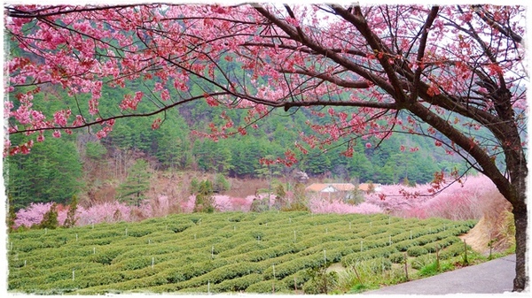 武陵農場(Wuling Farm)：【雪霸◍•ᴗ•◍國家公園】賞花・武陵農場櫻花季✯2015年2/23紅粉佳人花況九成｜嬌柔的粉色浪漫