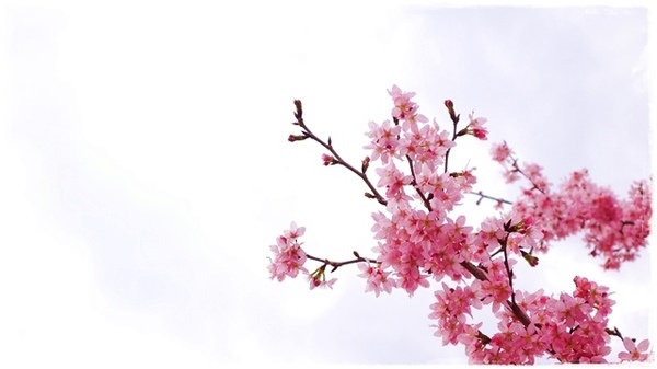 武陵農場(Wuling Farm)：【雪霸◍•ᴗ•◍國家公園】賞花・武陵農場櫻花季✯2015年2/23紅粉佳人花況九成｜嬌柔的粉色浪漫