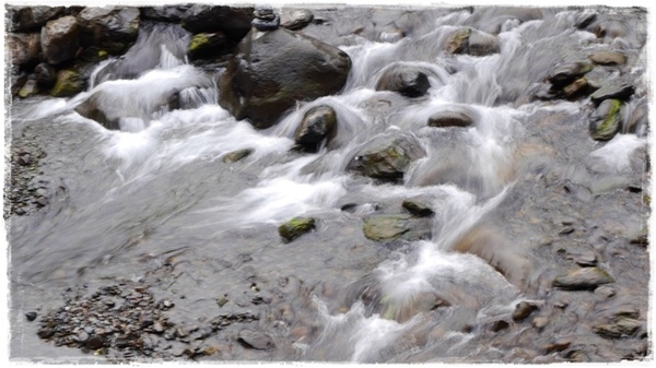 武陵農場(Wuling Farm)：【雪霸◍•ᴗ•◍國家公園】賞花・武陵農場櫻花季✯2015年2/23紅粉佳人花況九成｜嬌柔的粉色浪漫