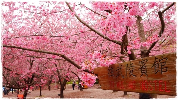 武陵農場(Wuling Farm)：【雪霸◍•ᴗ•◍國家公園】賞花・武陵農場櫻花季✯2015年2/23紅粉佳人花況九成｜嬌柔的粉色浪漫