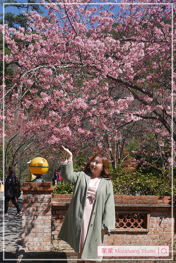 2020武陵農場櫻花季