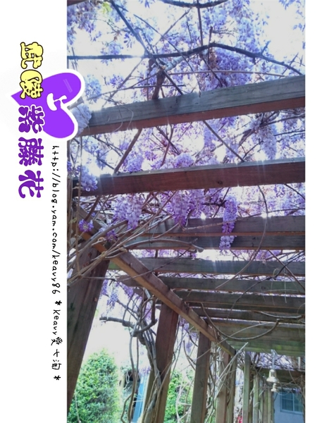 ★台中和平★愛上【武陵農場】紫藤花的紫色浪漫,猶如串串葡萄,看了眼甜心也甜。