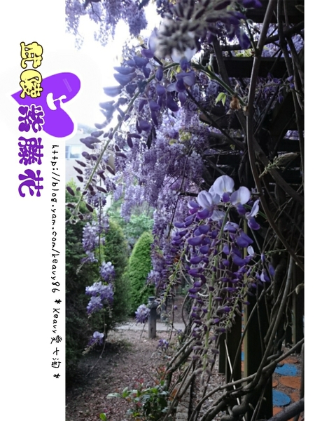 ★台中和平★愛上【武陵農場】紫藤花的紫色浪漫,猶如串串葡萄,看了眼甜心也甜。