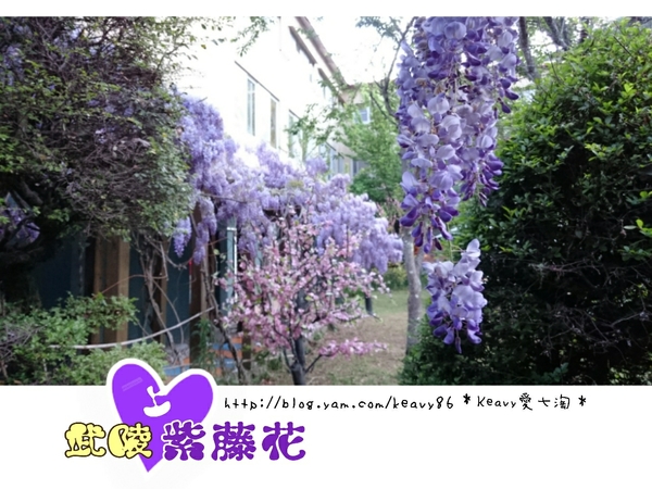 ★台中和平★愛上【武陵農場】紫藤花的紫色浪漫,猶如串串葡萄,看了眼甜心也甜。