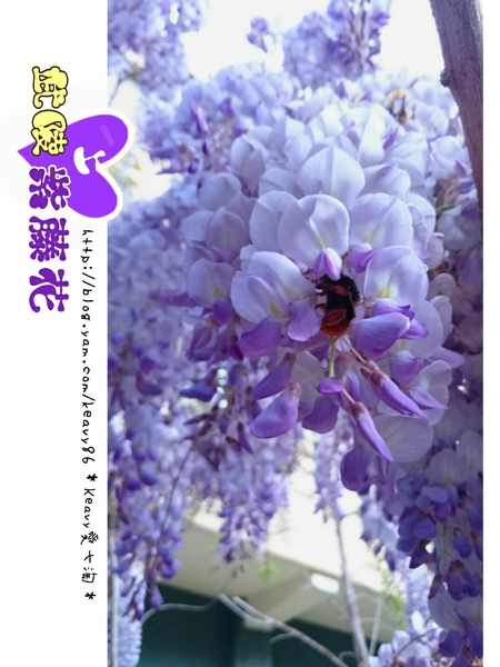 ★台中和平★愛上【武陵農場】紫藤花的紫色浪漫,猶如串串葡萄,看了眼甜心也甜。