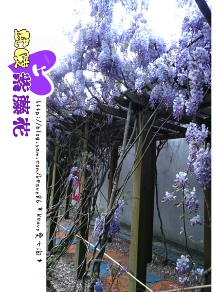 ★台中和平★愛上【武陵農場】紫藤花的紫色浪漫,猶如串串葡萄,看了眼甜心也甜。
