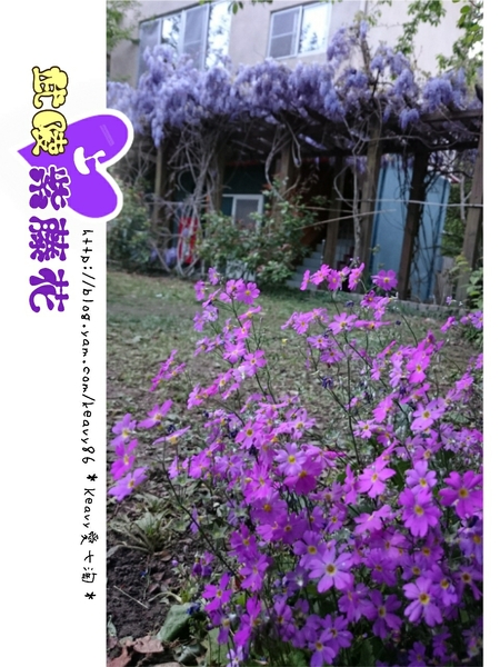 ★台中和平★愛上【武陵農場】紫藤花的紫色浪漫,猶如串串葡萄,看了眼甜心也甜。