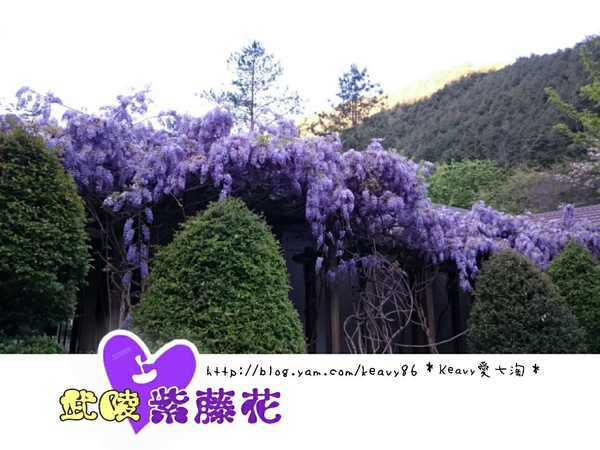 ★台中和平★愛上【武陵農場】紫藤花的紫色浪漫,猶如串串葡萄,看了眼甜心也甜。